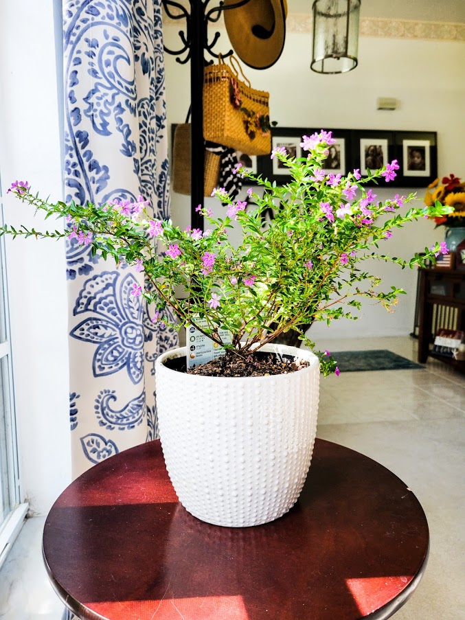 Mexican-heather-potted-indoors