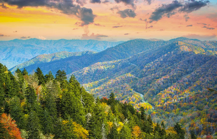 fall tree landscape valley in the mountains