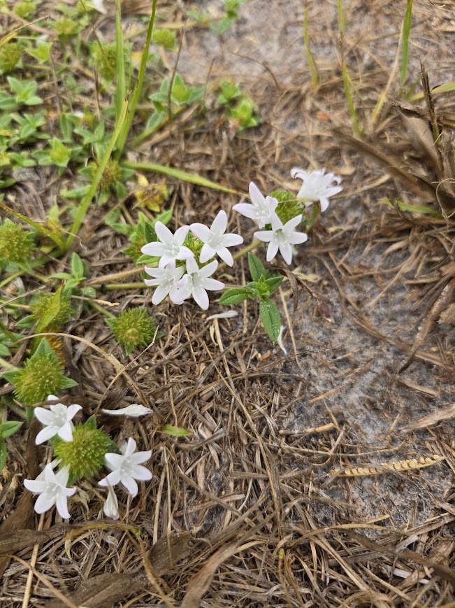 tiny white flowers growing out of the ground