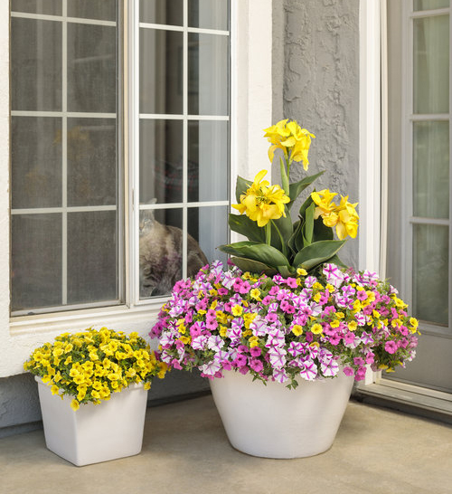 two white flower pots with colorful flowers planted in each