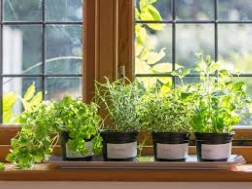 potted herbs growing on a window sill