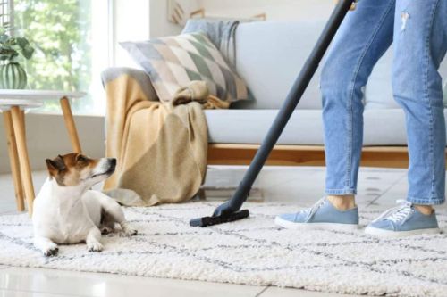 a dog lying on a rug with a person vacuuming the floor how to have a clean home all summer