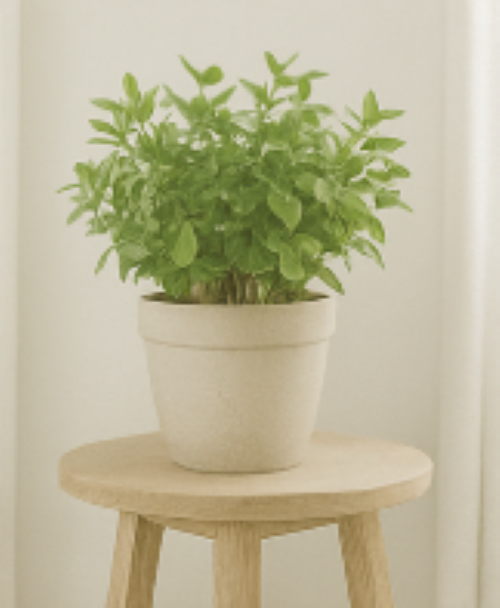 a green plant in a white pot sitting on a wooden table