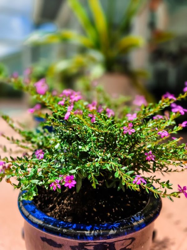 green plant with purple flowers