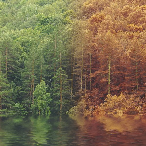 Fall trees with changing leaves at the water's edge