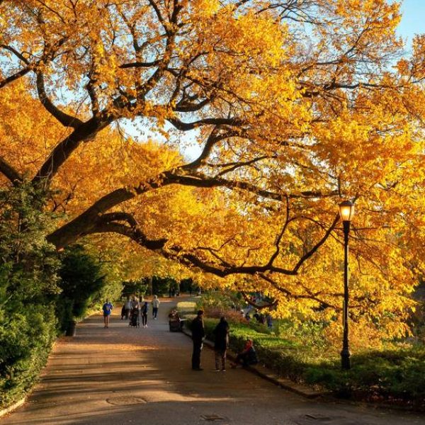 people walking under a tree with colorful autumn leaves