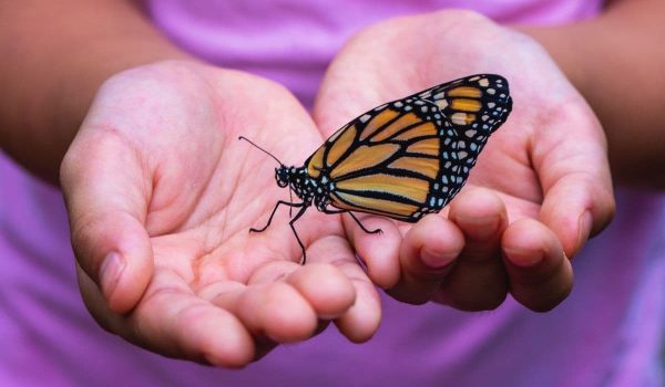 two hands holding a monarch butterfly