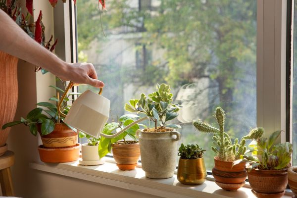 house plants on a window sill