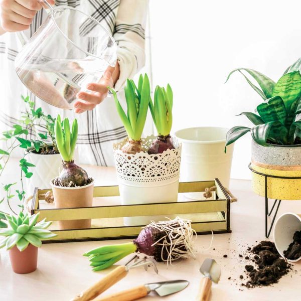 Woman watering bulbs in indoor planters