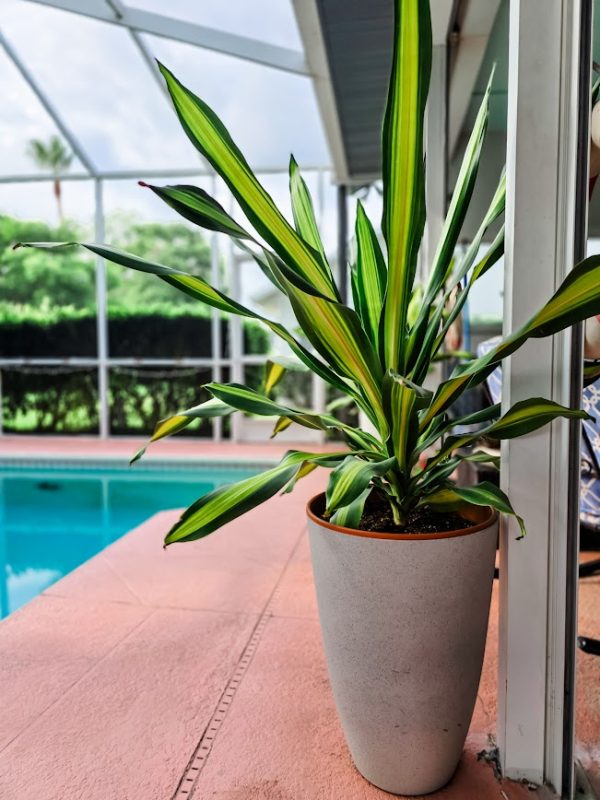 large plant in pot by a pool